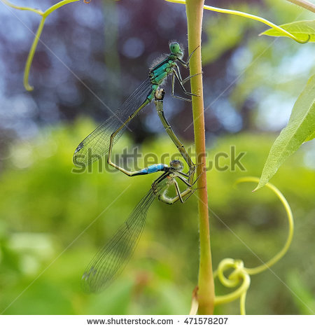 Azure Damselfly Stock Photos, Royalty.