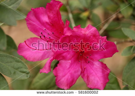 Azalea Flower Buds Stock Photo 581600020.