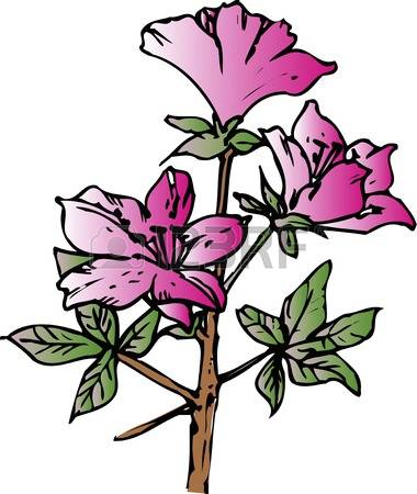 412 Azalea Cliparts, Stock Vector And Royalty Free Azalea.