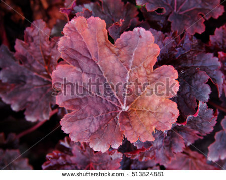 coral Bells" Stock Photos, Royalty.