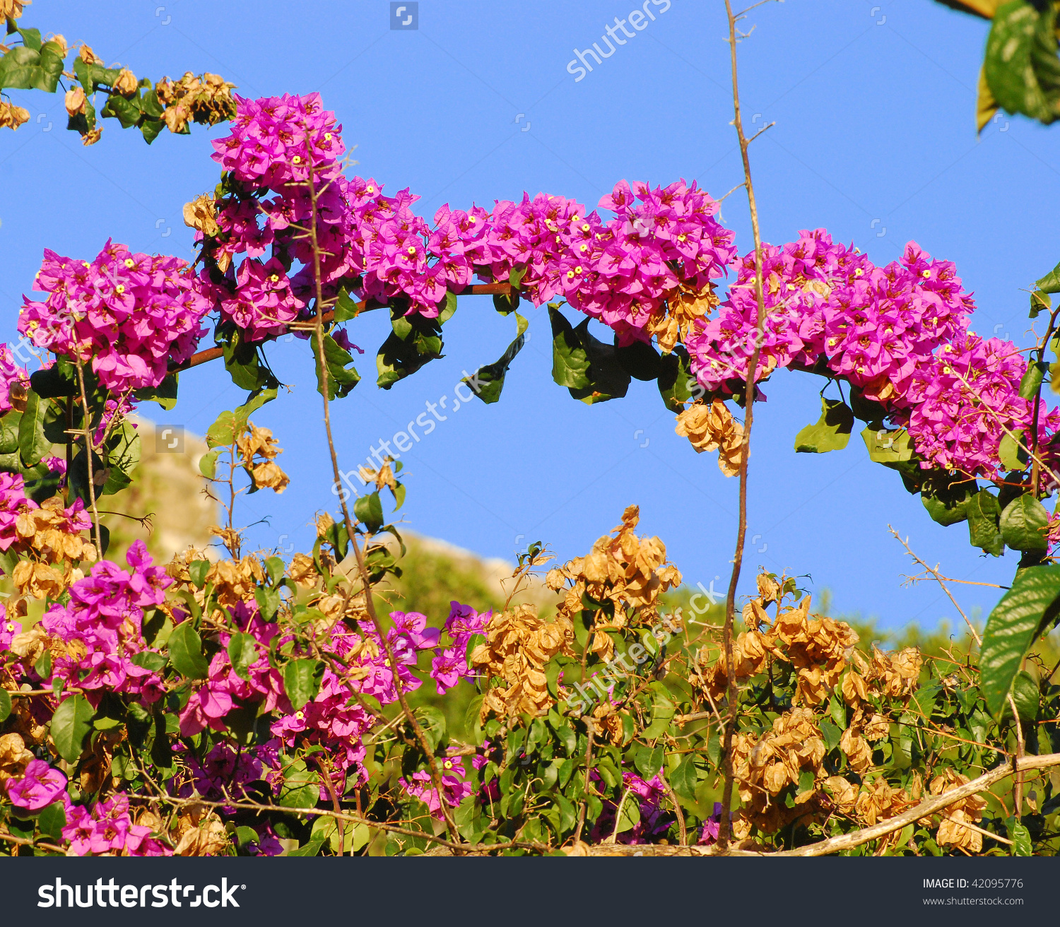 Bougainvillea Flowers Full Bloom Stock Photo 42095776.