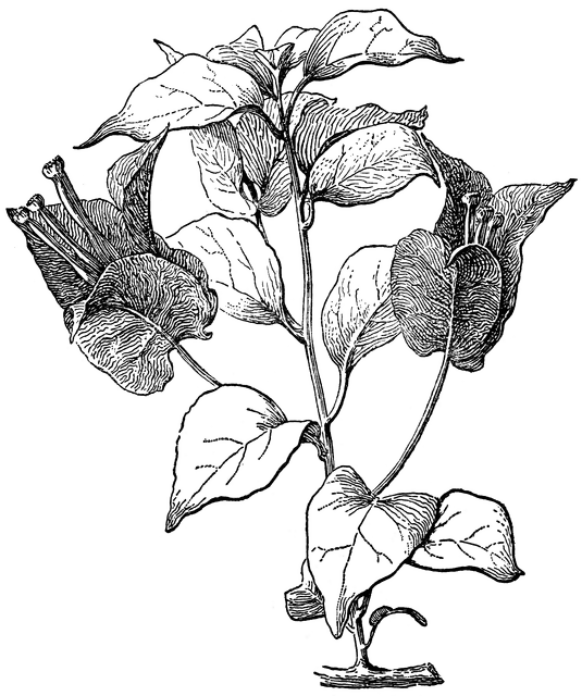 Bougainvillea Glabra.