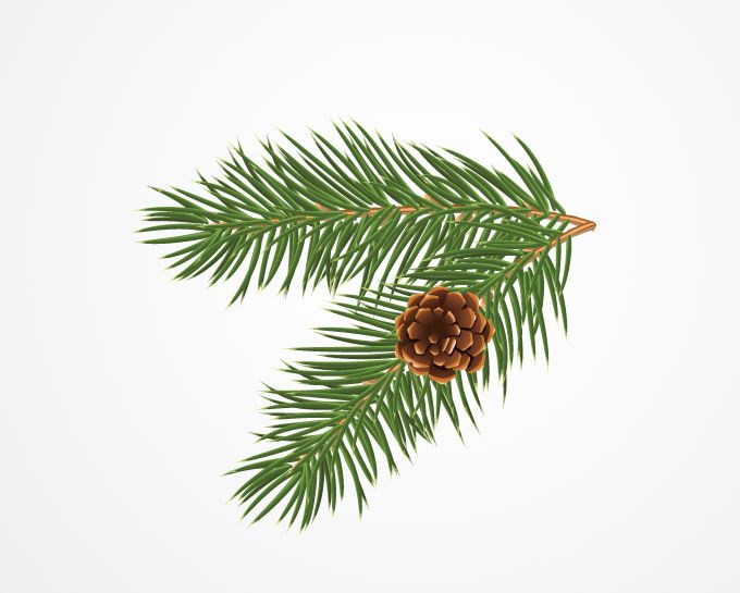 Pine bough clip art free.