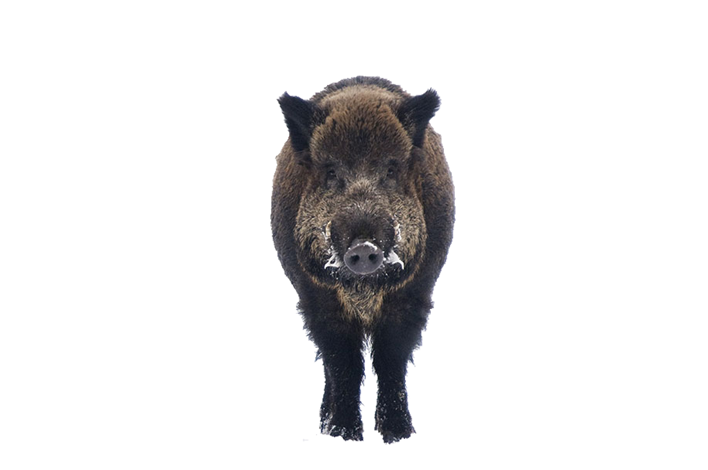 Boar Free PNG Image.