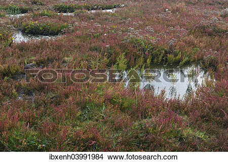 Stock Photo of "Salt meadow with glasswort (Salicornia europaea.