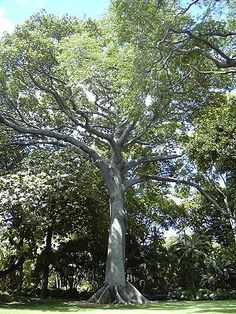 La Ceiba Arbol Nacional de Guatemala!!!!!!!.