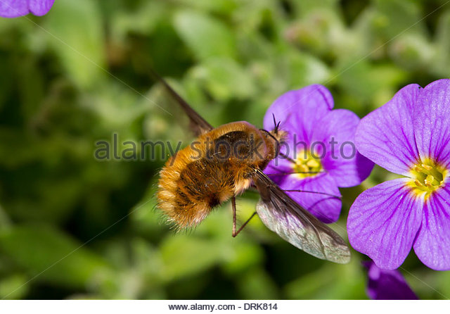 Bumblebee Fly Stock Photos & Bumblebee Fly Stock Images.