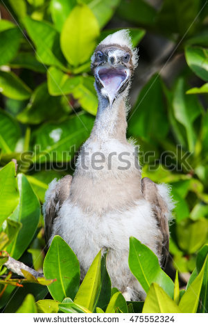 Red Footed Booby Stock Photos, Royalty.