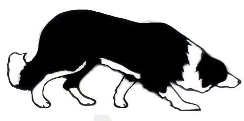 border collie outline.