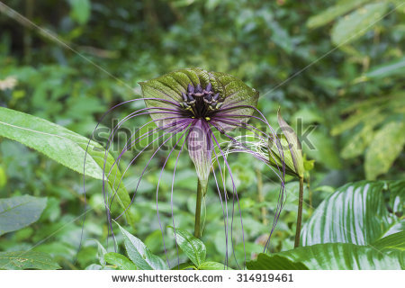 Bat Flower Stock Photos, Images, & Pictures.