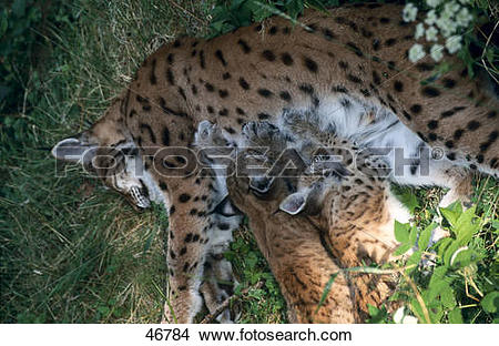 Stock Photo of Female Lynx (Lynx lynx) nursing its kitten.