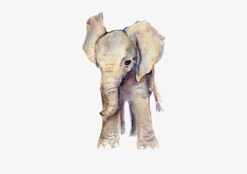 Elephant Watercolor, Baby Elephant Drawing, Elephant.