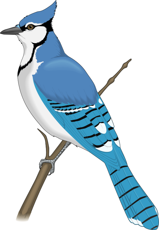 Blue Jay Clipart at GetDrawings.com.