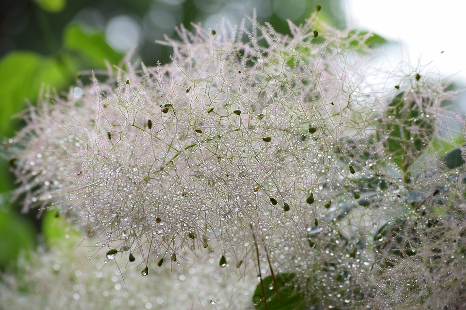 Free photo Macro Bush Bloom Bamboo Grassedit This Page Blossom.