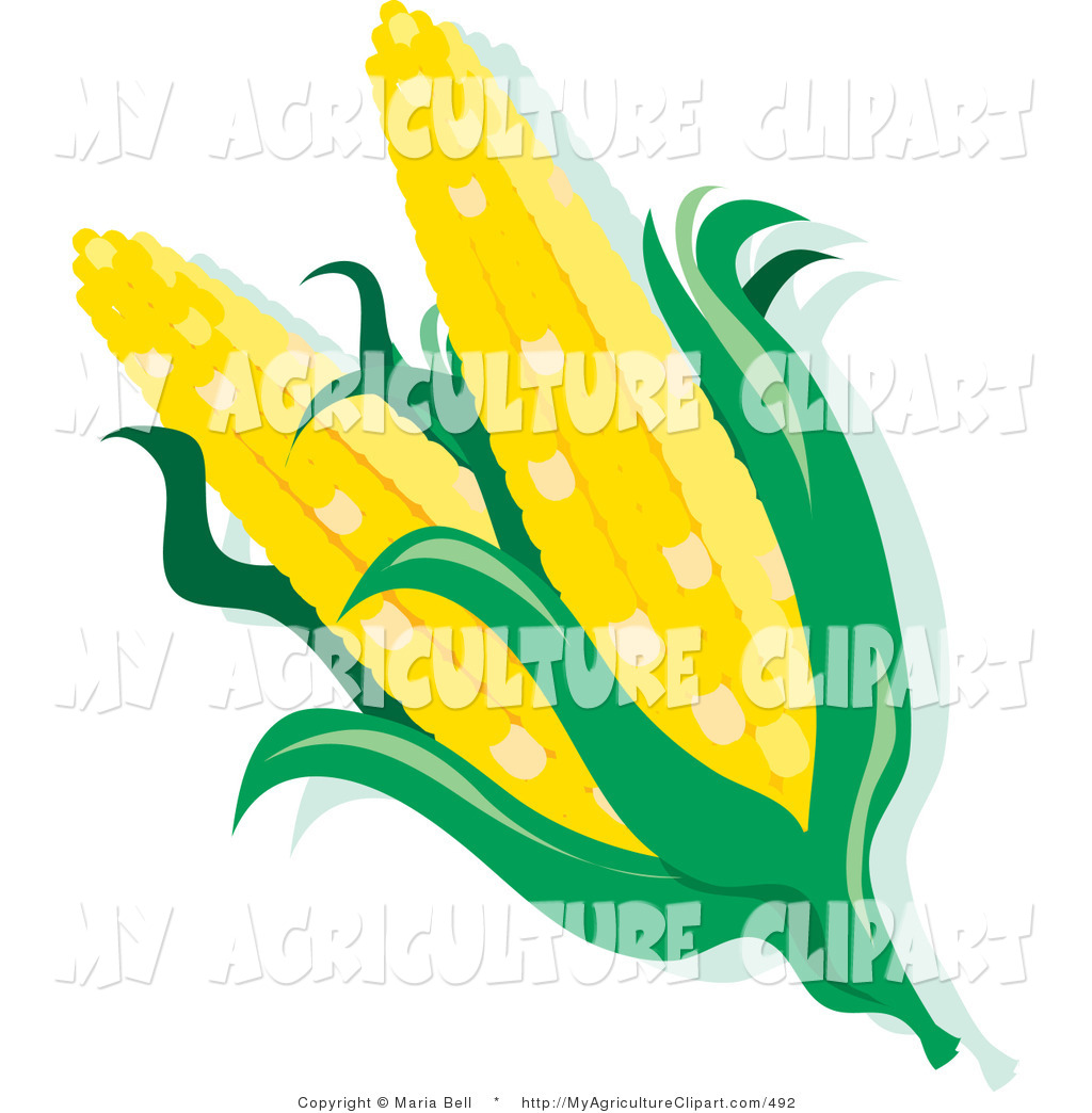 Vector Agriculture Clipart of Two Yellow Ears of Corn on the Cob.