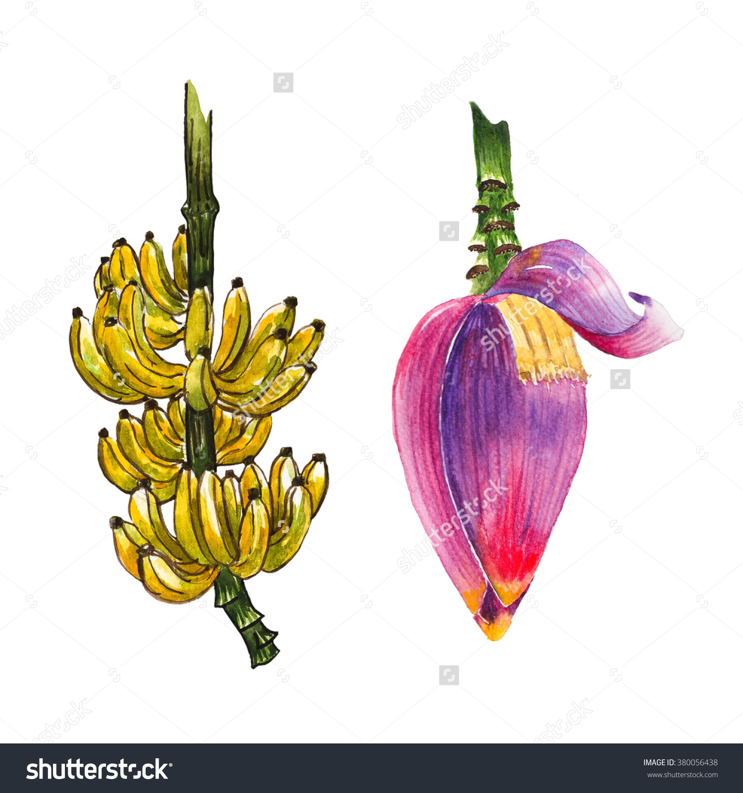 Yellow Banana Fruit Purple Banana Blossom Stock Illustration.