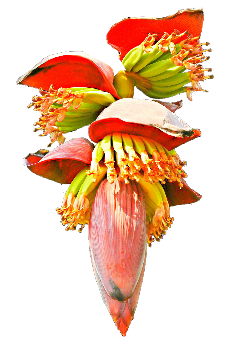 Banana Blossom by jeanicebartzen27 on DeviantArt.