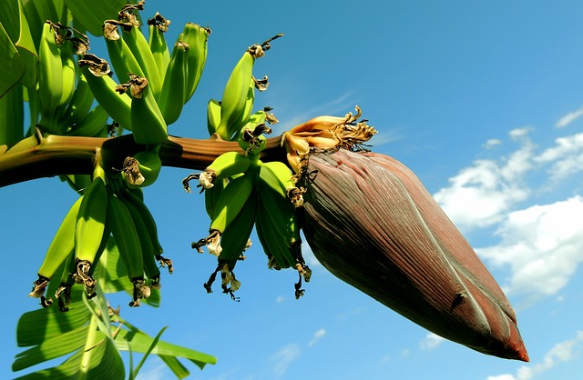 Free photo Banana Green Banana Shrub Food Plant.