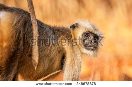 Bandhavgarh National Park Stock Photos, Royalty.