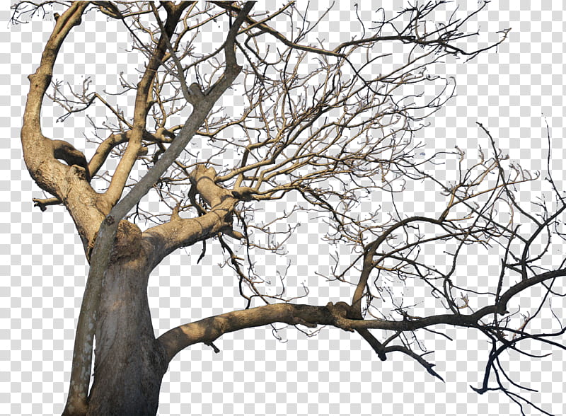 Death Tree pre cut, brown bare tree transparent background.