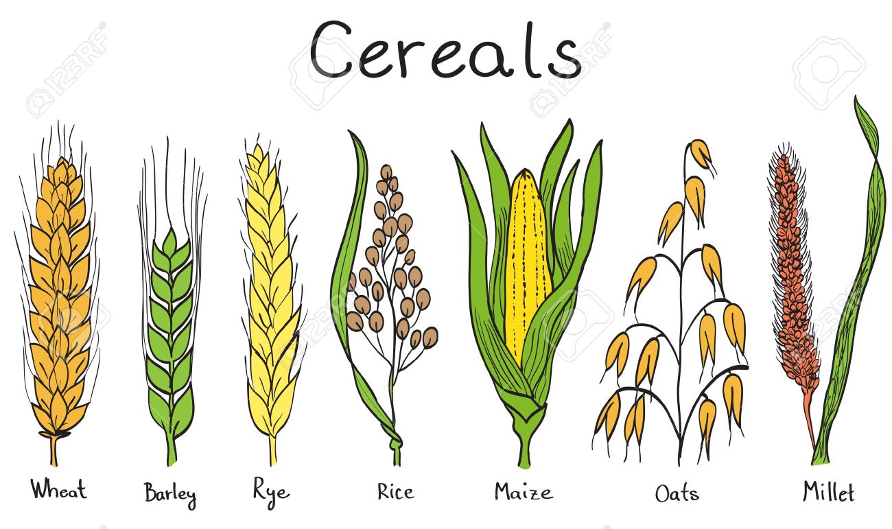 Barley plant clipart.