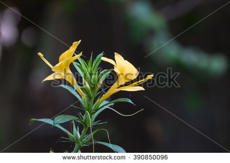 Clinacanthus Stock Photos, Royalty.