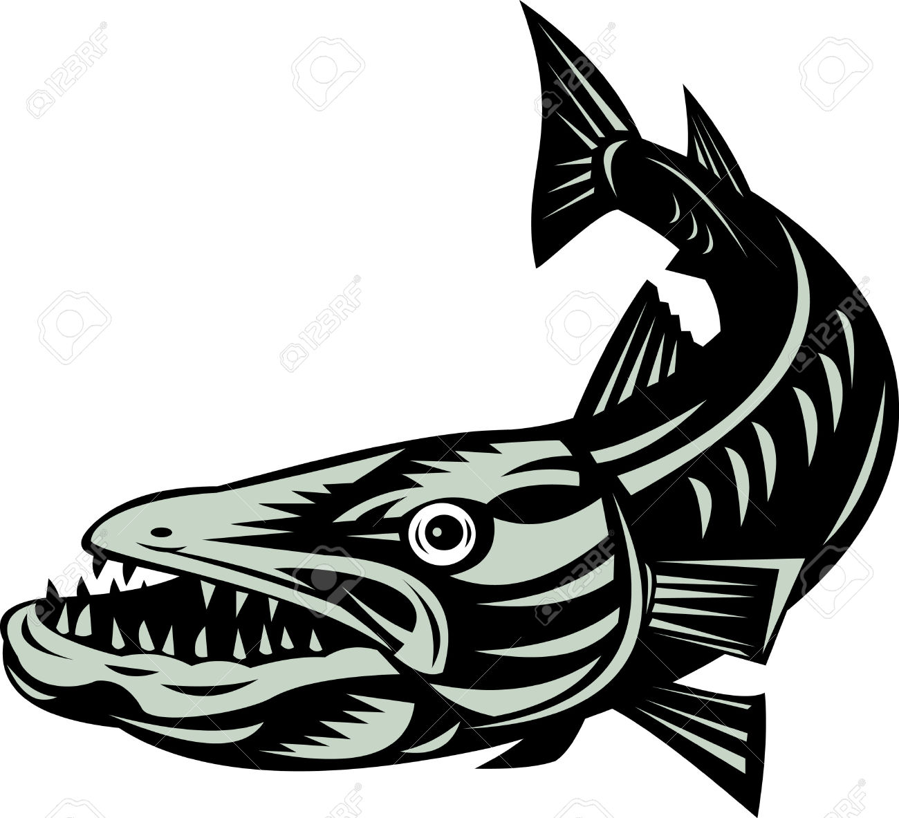 barracuda clipart #23.