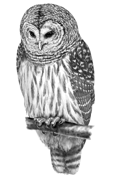 Barred owl clipart.