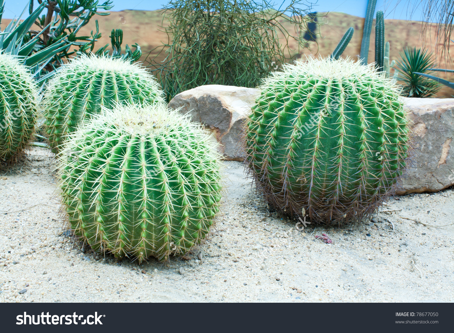 Golden Barrel Cactus Stock Photo Stock Photo 78677050.