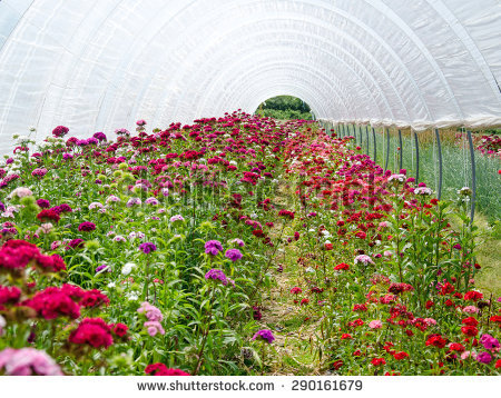 Greenhouse Flowers Stock Images, Royalty.