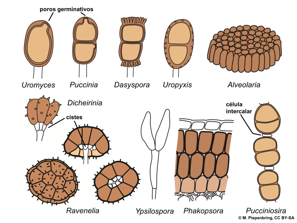 File:03 04 03 teliosporas de royas, Pucciniales Basidiomycota (M.