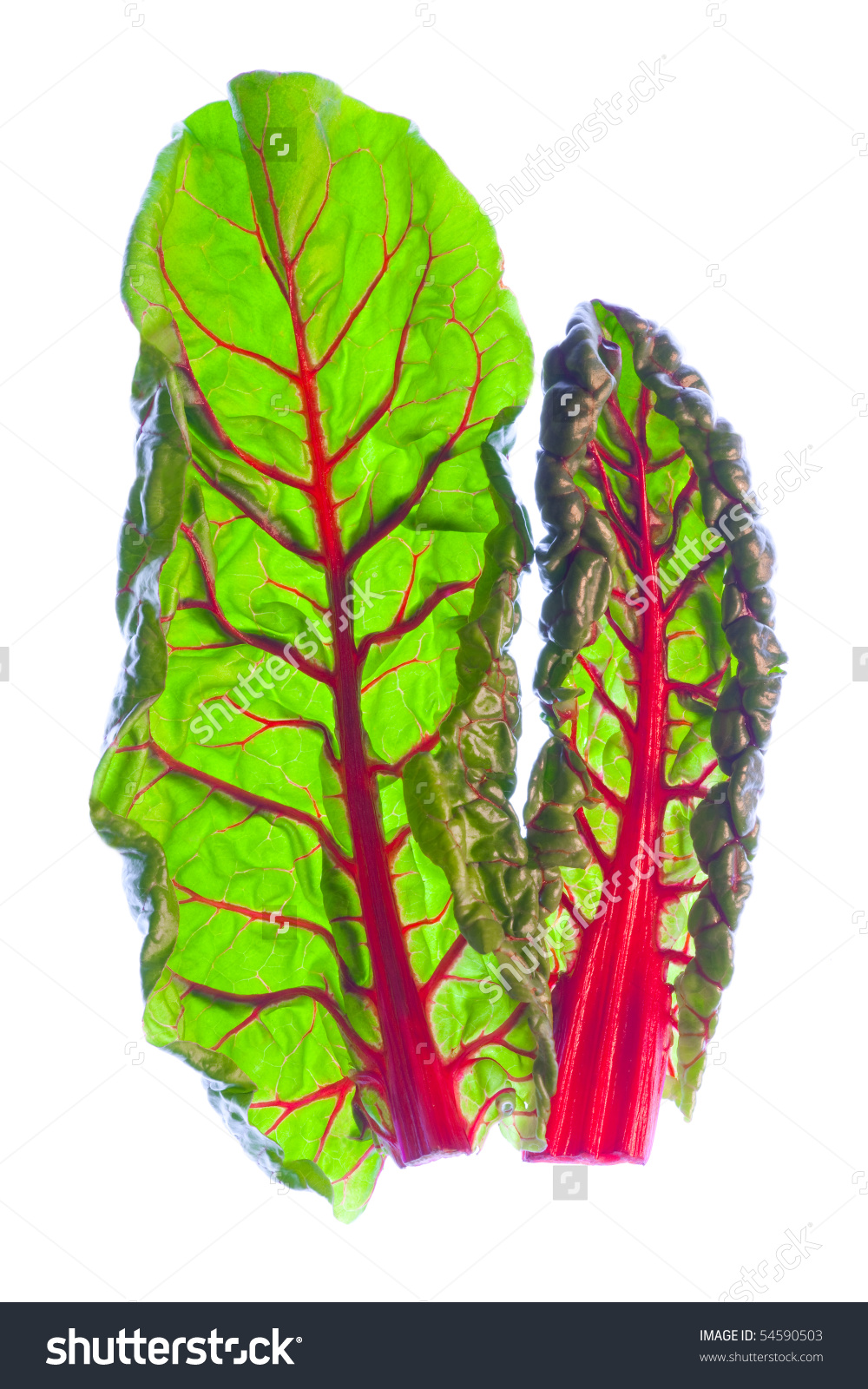 Two Young, Fresh Red Swiss Chard Leaves (Beta Vulgaris) Stock.