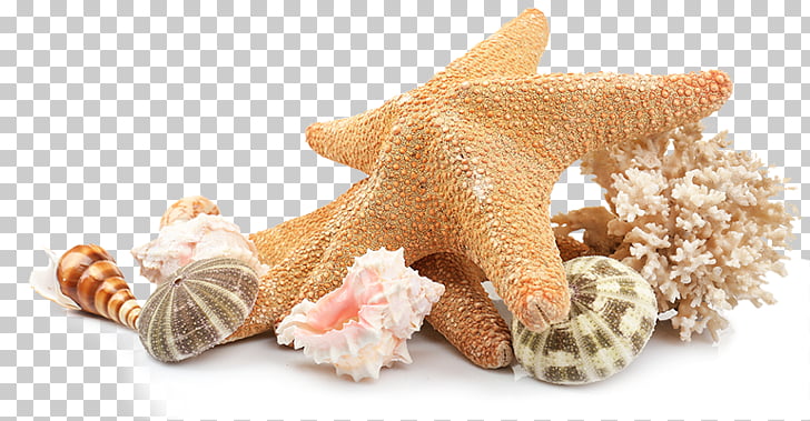 Seashell Beach , sea shells, brown starfish and shells PNG.