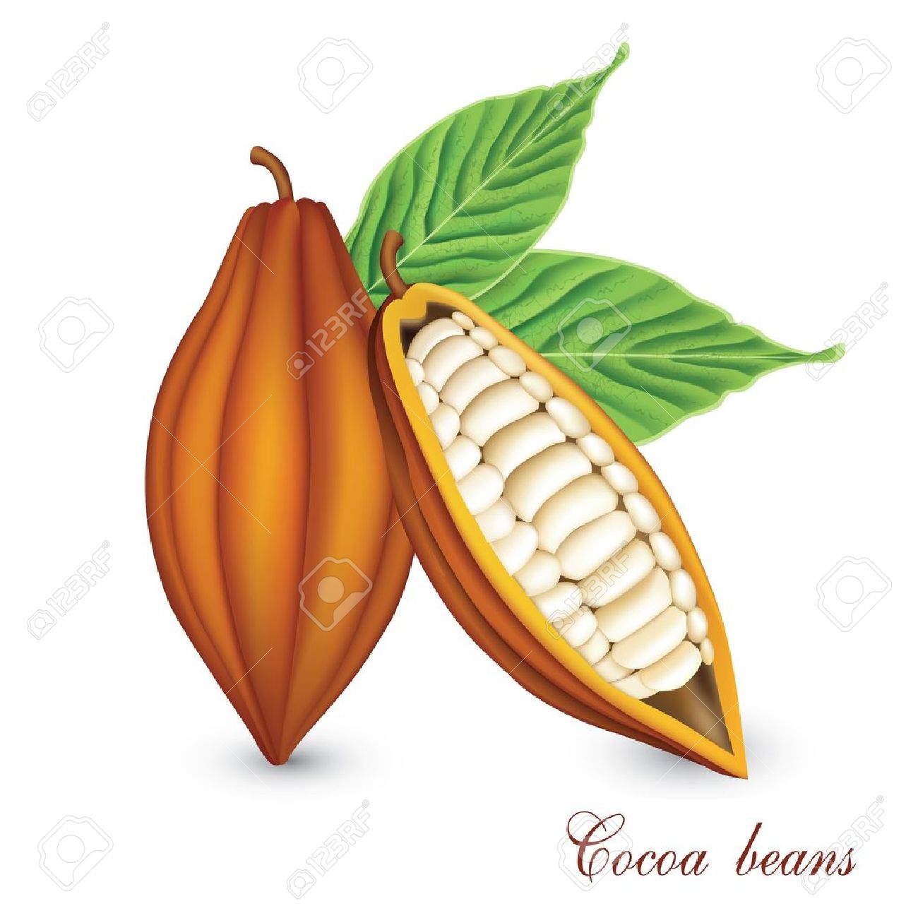 2,272 Bean Pod Cliparts, Stock Vector And Royalty Free Bean Pod.