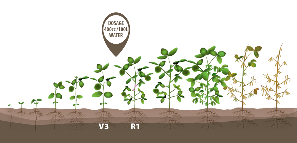 Download Plant Soybeans Crop Bean Growth Green Growing Clipart PNG.