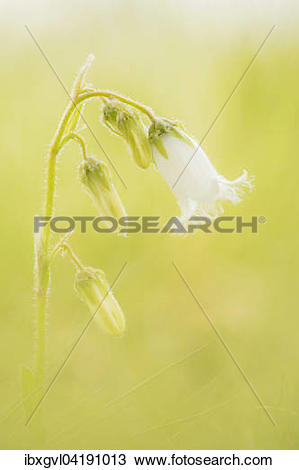 Stock Photo of Bearded Bellflower (Campanula barbata) in an Alpine.