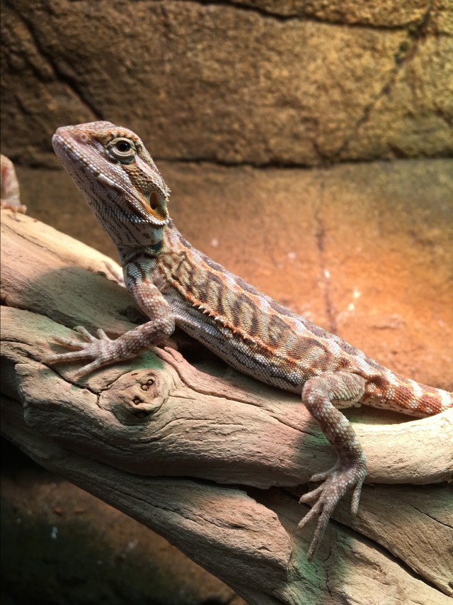 Bearded Dragons.