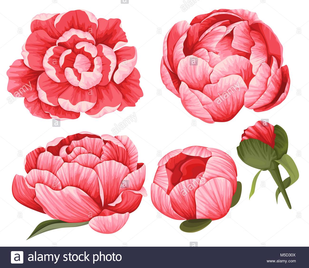 Peony Vector Clip Art Set of 5 Red beautiful Flowers image botanical.