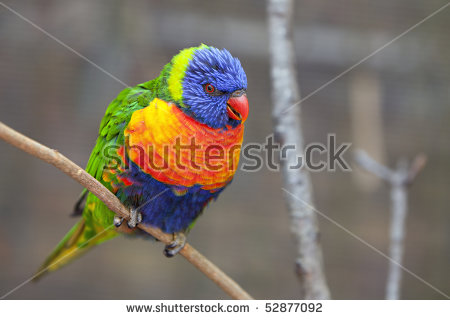 Rainbow Lorikeet Stock Photos, Royalty.