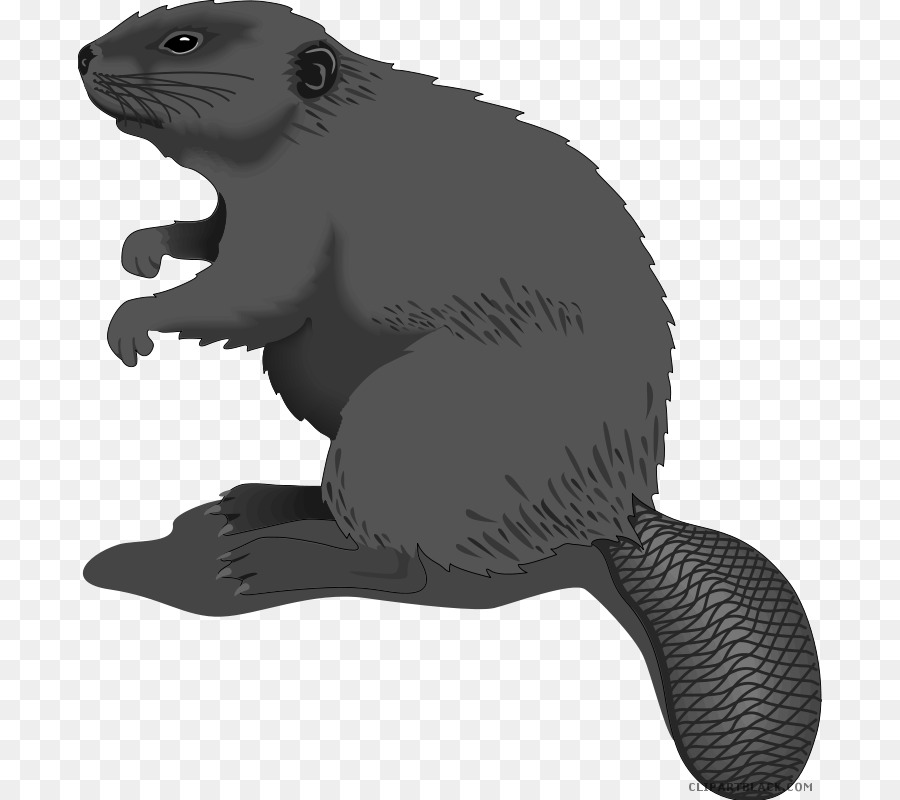 Beaver Cartoon clipart.