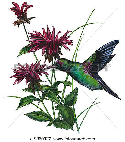 Stock Illustration of Hummingbird & Bee Balm x19360937.