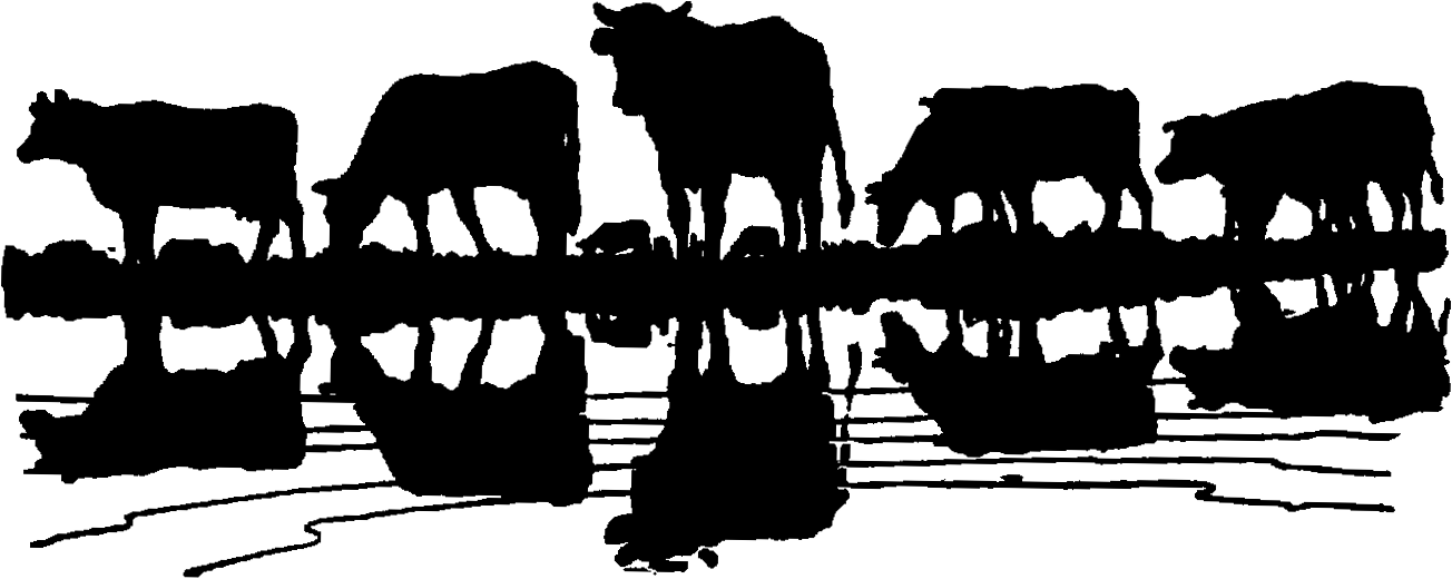 Show Cattle Clipart.