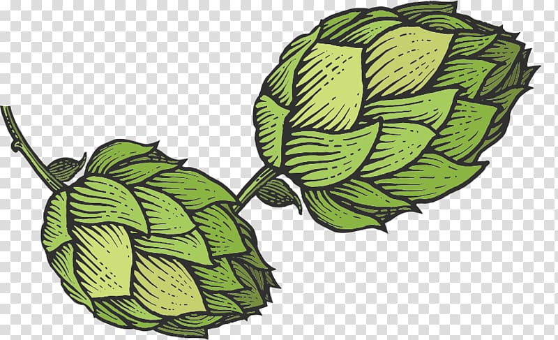 Beer Hops Common hop Sketch, beer transparent background PNG.