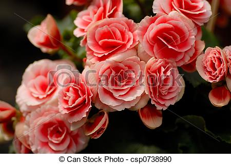 Stock Photography of Red elatior begonia.