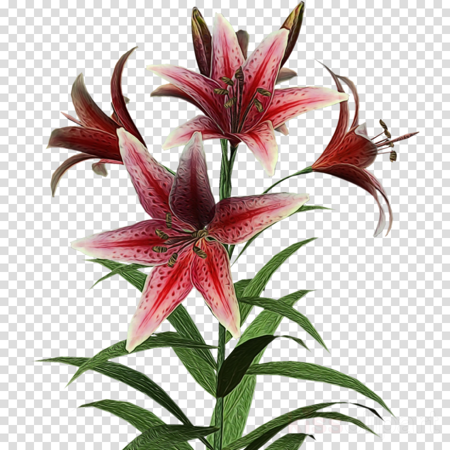 flower lily plant stargazer lily amaryllis belladonna.