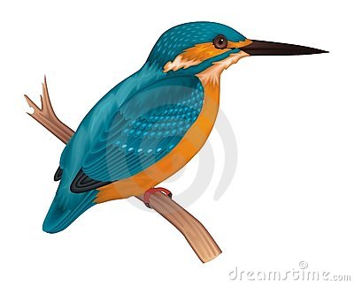 Belted kingfisher clip art.