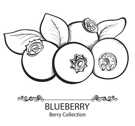 Blueberry clipart black and white 3 » Clipart Station.