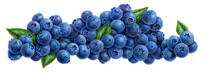 694 Blueberry free clipart.