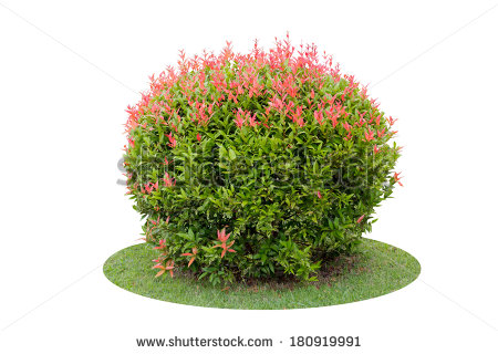 Shrubs Stock Images, Royalty.