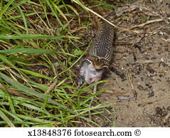 Snake eating Images and Stock Photos. 1,448 snake eating.